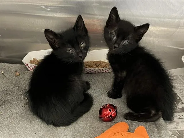 A baby small-sized male Domestic Short Hair cat named Kincaid for adoption in Tustin, CA