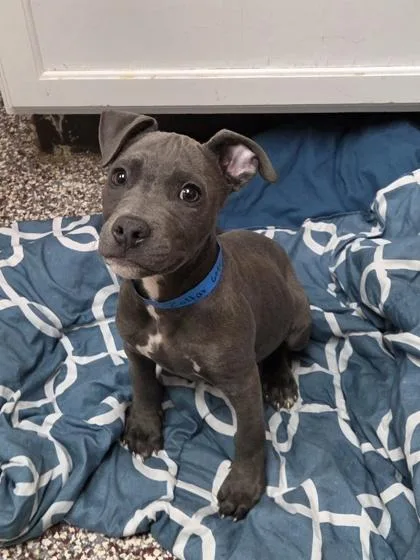 A baby small-sized male Pit Bull Terrier dog named Zoltar for adoption in Westland, MI