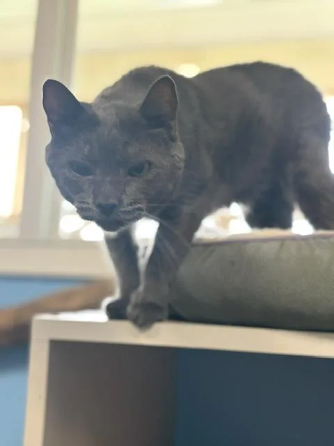 An adult medium-sized male Domestic Short Hair cat named Ash for adoption in Towanda, PA