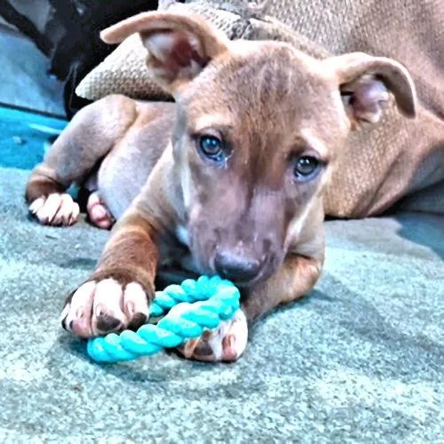 A baby medium-sized female Labrador Retriever dog named Mary for adoption in Rutherfordton, NC