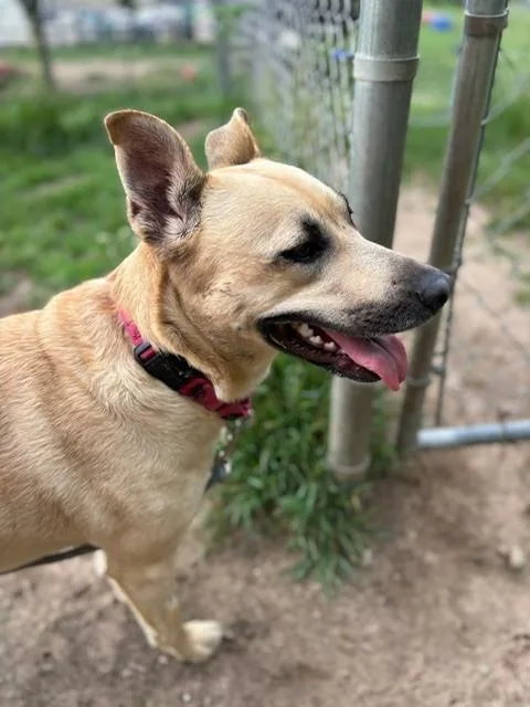 An adult large-sized female White / Cream Labrador Retriever dog named Cece for adoption in Kalamazoo, MI