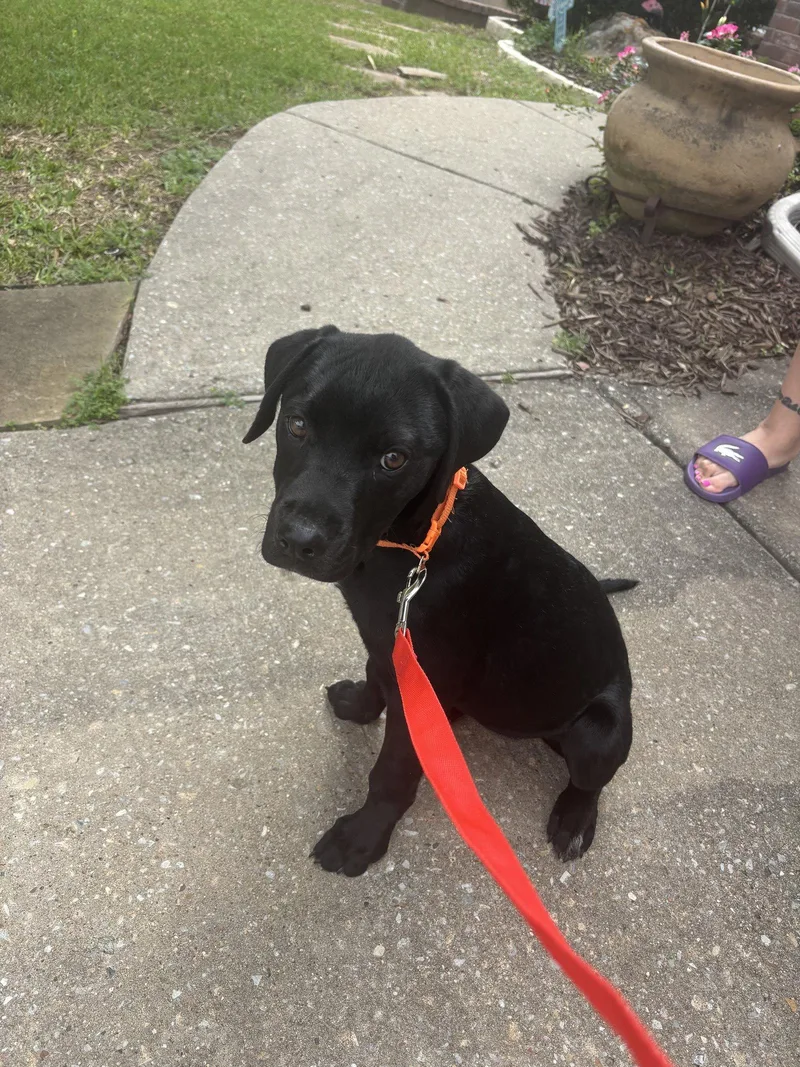 Nova