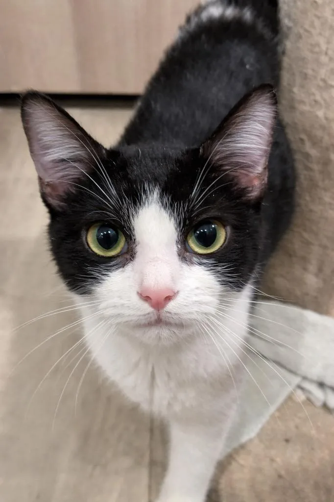 A young large-sized male Domestic Short Hair cat named Bobby for adoption in Dalton, GA