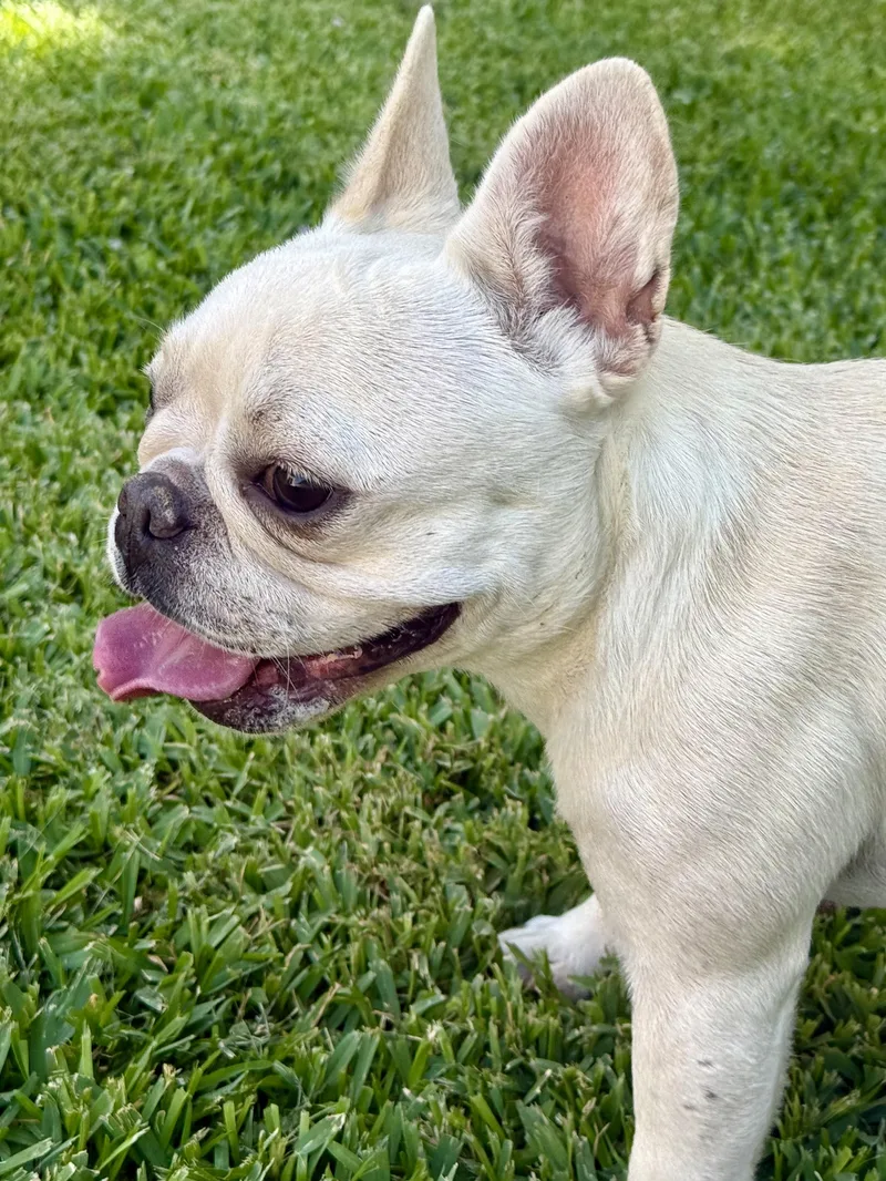 A young small-sized female White / Cream French Bulldog dog named Cha Cha for adoption in Huntington Beach, CA