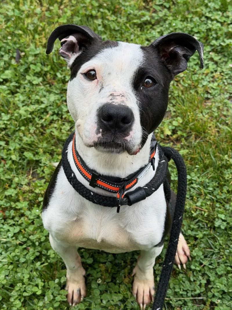A young medium-sized female White / Cream Pit Bull Terrier dog named Paloma for adoption in Manassas, VA