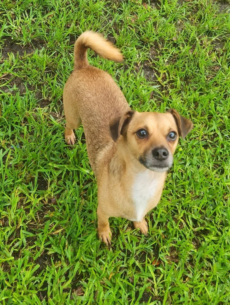 An adult small-sized male Apricot / Beige Chihuahua dog named Bolto for adoption in Miami, FL