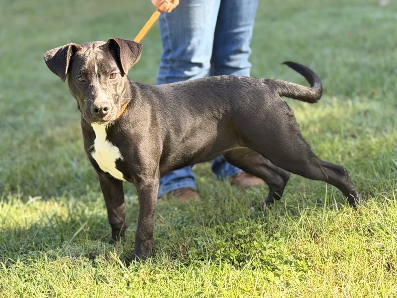 A young medium-sized female Black Terrier dog named Zena for adoption in Meherrin, VA