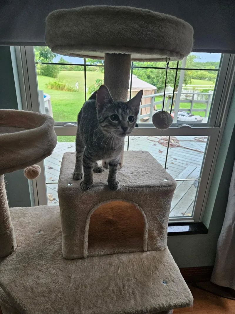 A baby medium-sized female Tabby (Gray / Blue / Silver) Tabby cat named Carly for adoption in Oberlin, OH
