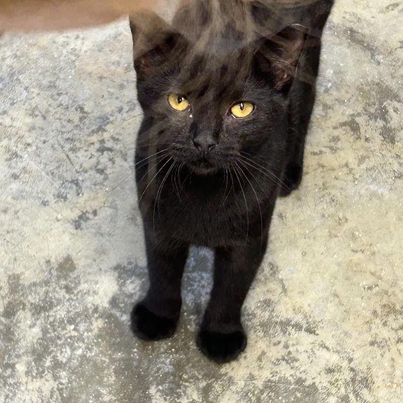 A young small-sized female Black Domestic Short Hair cat named Gatita for adoption in Charles City, VA
