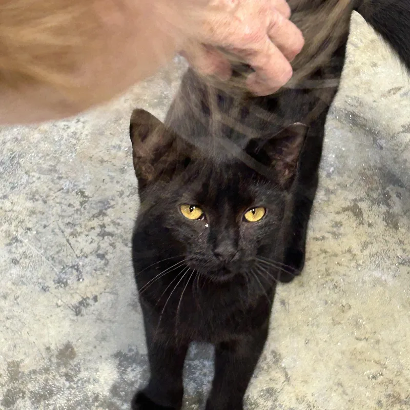 Gatita thumbnail 3