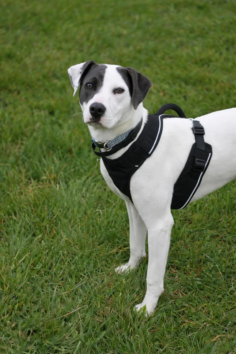 Murphy Courtesy Listing