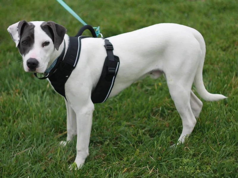 Murphy Courtesy Listing thumbnail 2