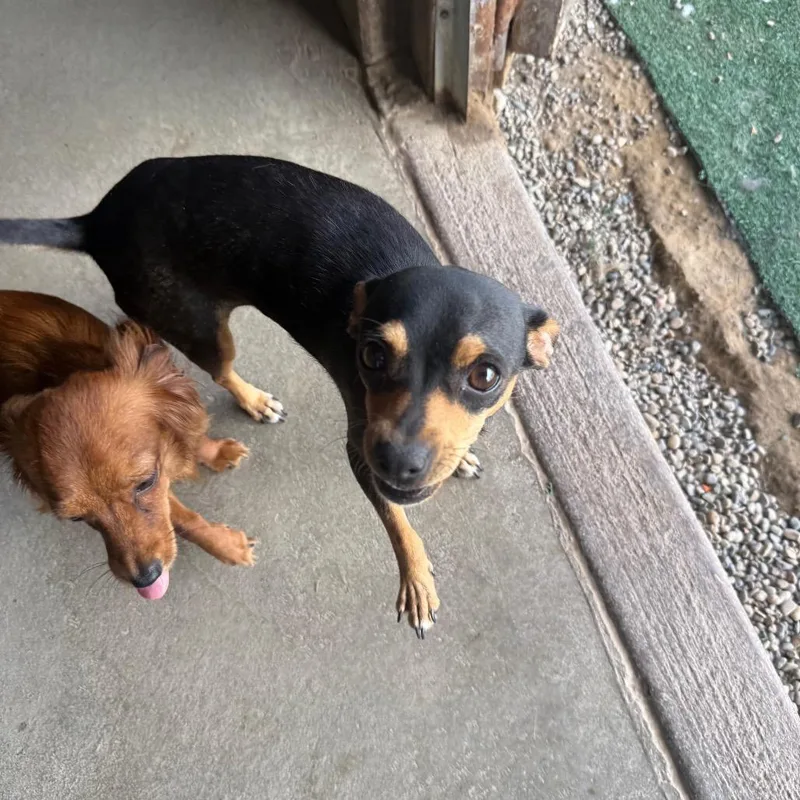 An adult small-sized female Brown / Chocolate Chihuahua dog named Hershey for adoption in Grand Junction, CO