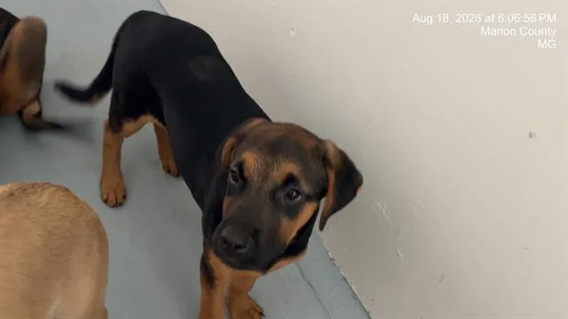 A baby small-sized female German Shepherd Dog dog named Lil Mama for adoption in Ocala, FL