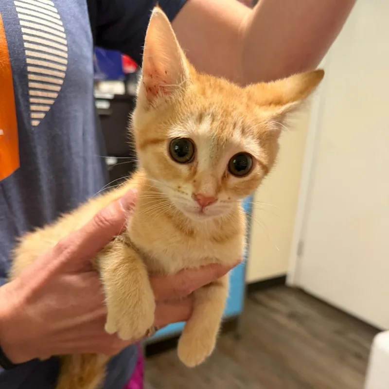 A baby small-sized male Orange / Red Domestic Short Hair cat named Cheeto for adoption in Sequatchie, TN