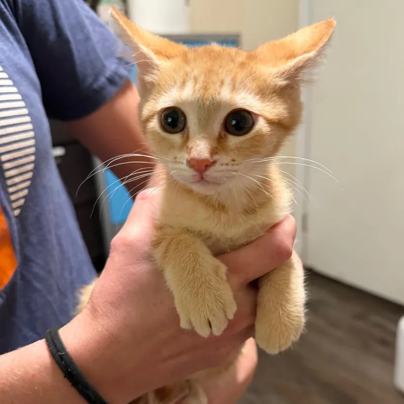 Cheeto thumbnail 2