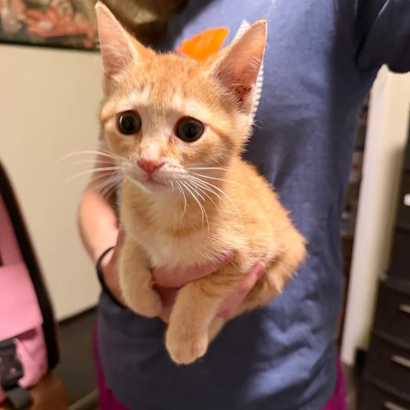 Cheeto thumbnail 3