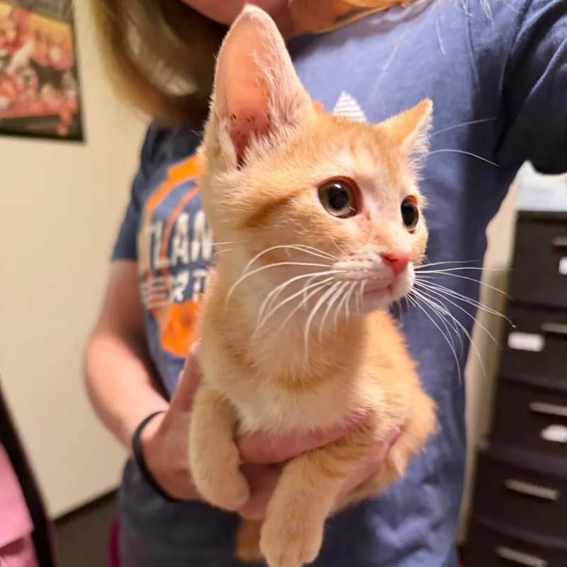 Cheeto thumbnail 4