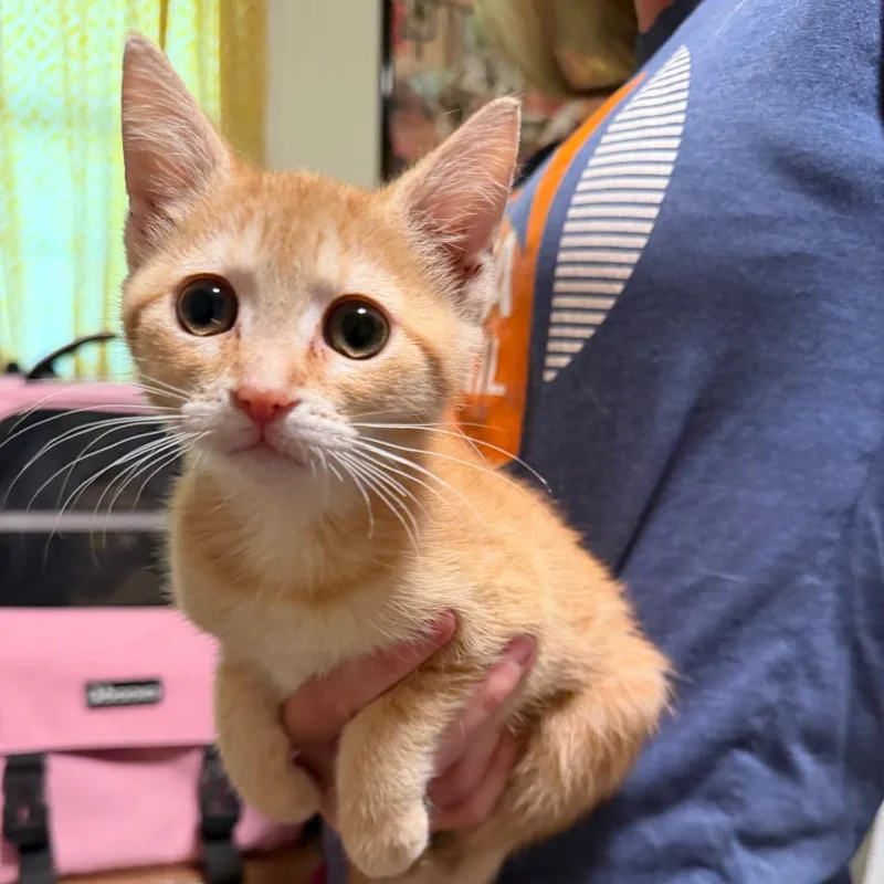 Cheeto thumbnail 5