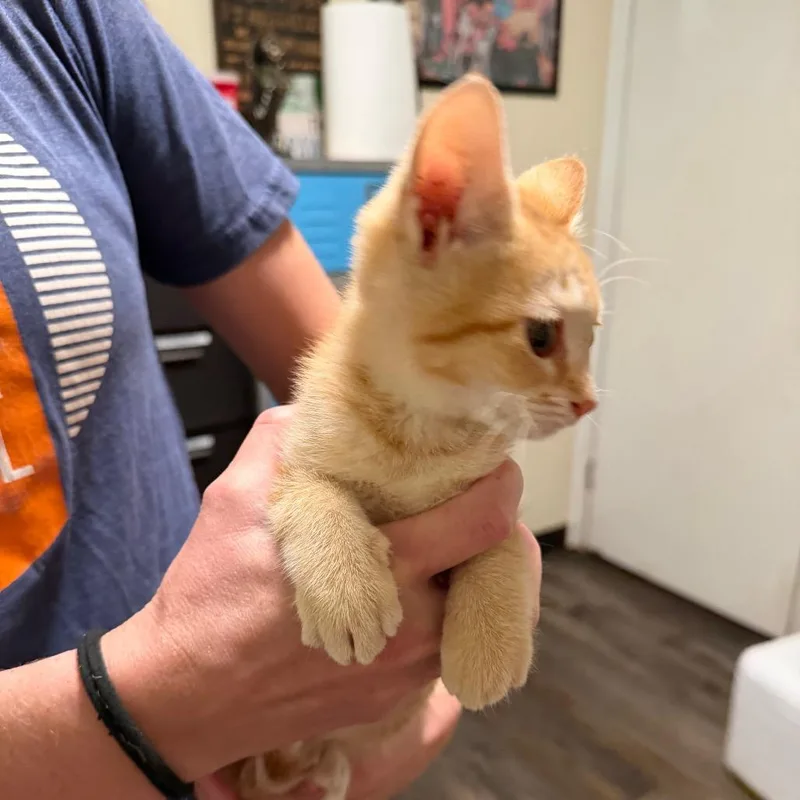 Cheeto thumbnail 6