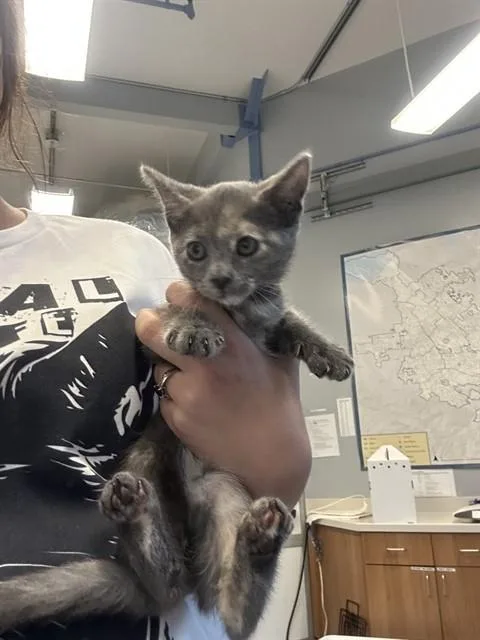 A baby small-sized female Domestic Short Hair cat named Barbie for adoption in San Jose, CA