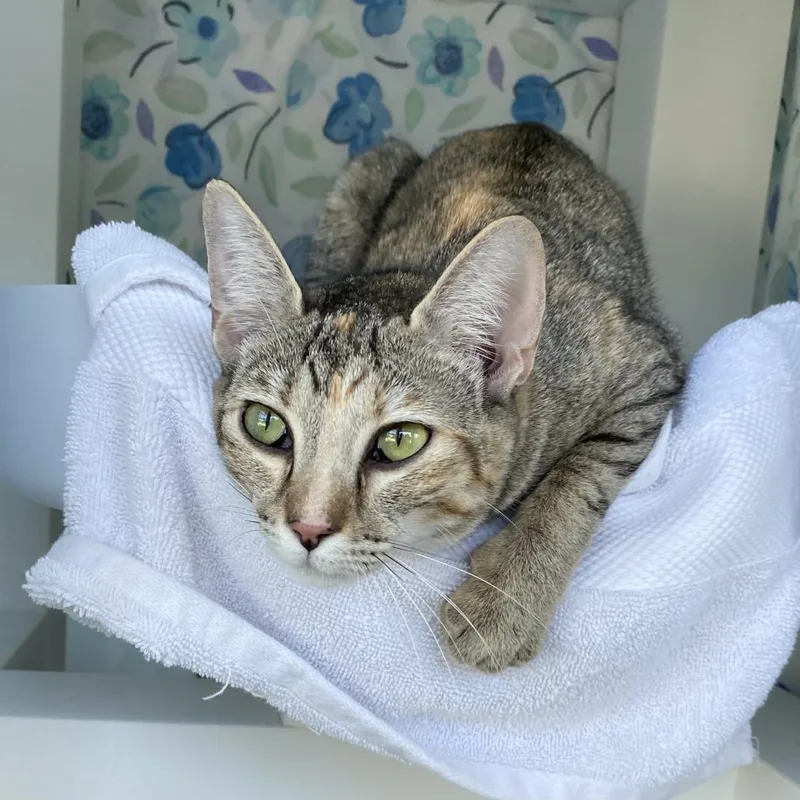 A young medium-sized female Brown / Chocolate Domestic Short Hair cat named Lucy for adoption in Springfield, MA