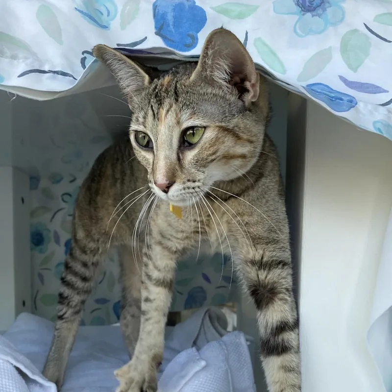 Lucy thumbnail 3