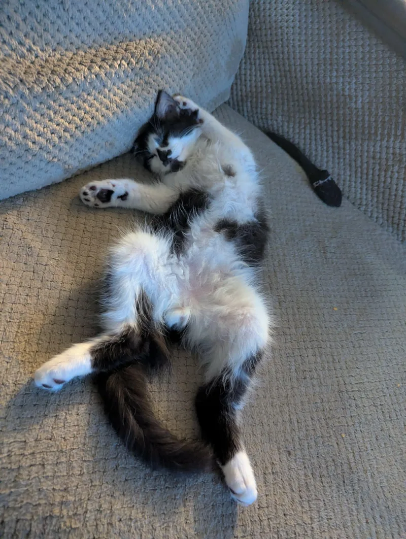 A baby medium-sized male Black & White / Tuxedo Domestic Long Hair cat named Gnome for adoption in New Baltimore, MI