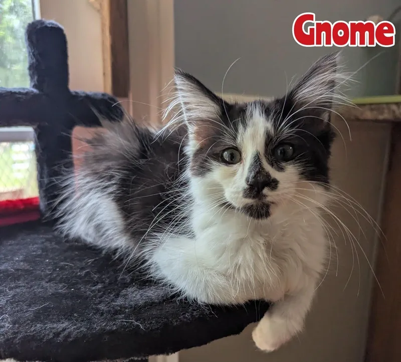 Gnome thumbnail 2