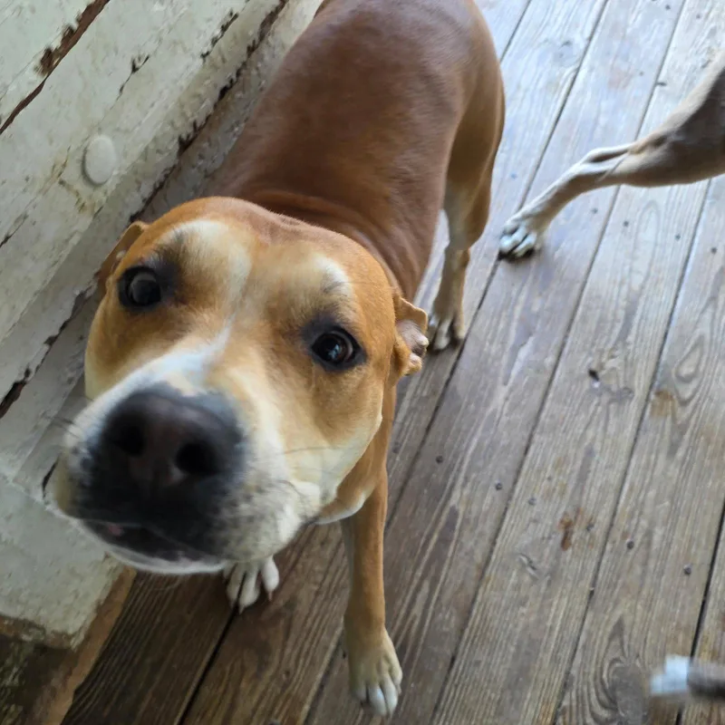 A young medium-sized male Pit Bull Terrier dog named Brownie for adoption in Williamsburg, IA