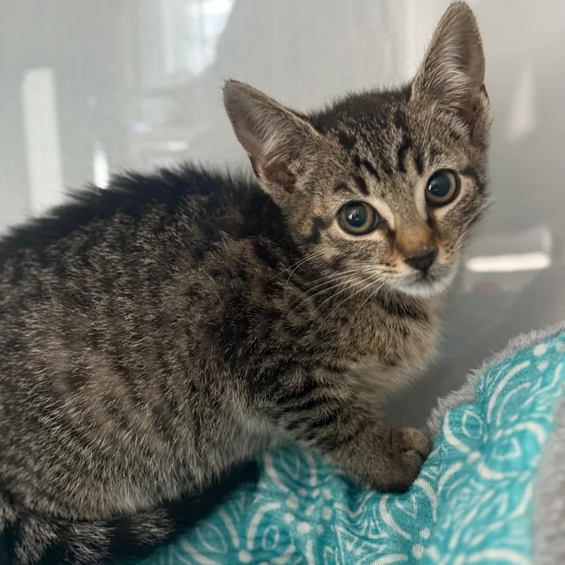 A baby small-sized female Gray / Blue / Silver Domestic Short Hair cat named Frisbee for adoption in Pasadena , MD