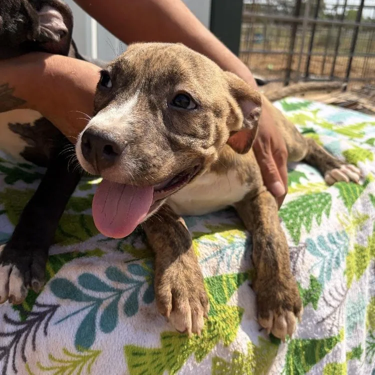 A baby medium-sized female Pit Bull Terrier dog named Jessi for adoption in Paradise, TX