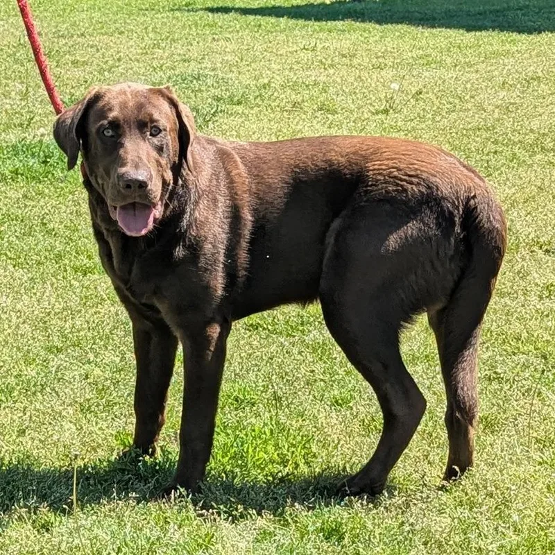 A young large-sized male Brown / Chocolate Chocolate Labrador Retriever dog named Moose for adoption in Chesapeake, VA