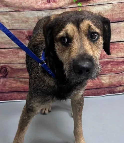 An adult medium-sized male Bicolor Airedale Terrier dog named AC "Cooper" for adoption in Conyers, GA