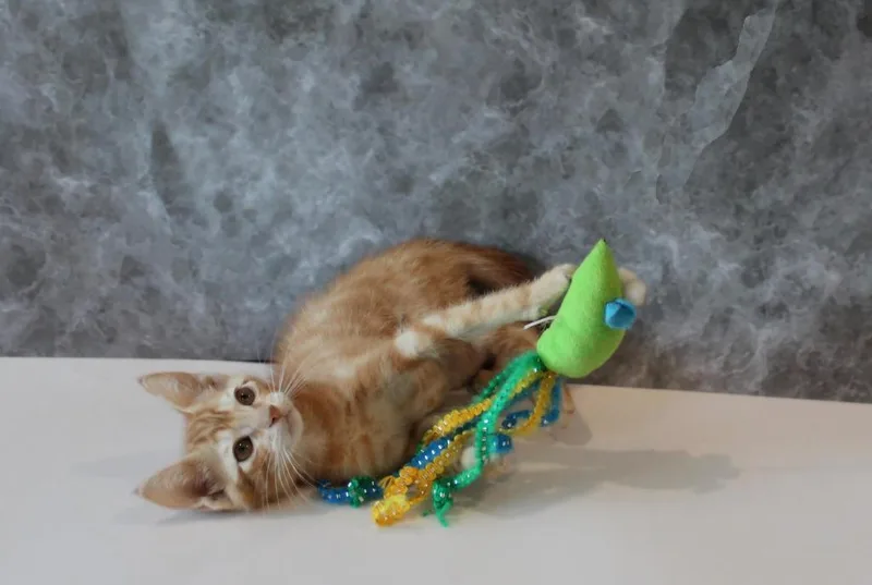A baby medium-sized male Domestic Short Hair cat named Mayhem for adoption in Vacaville, CA