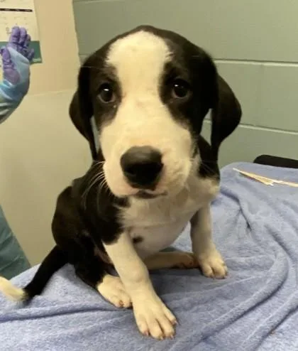A young large-sized male Hound dog named Claude for adoption in Kansas City, MO
