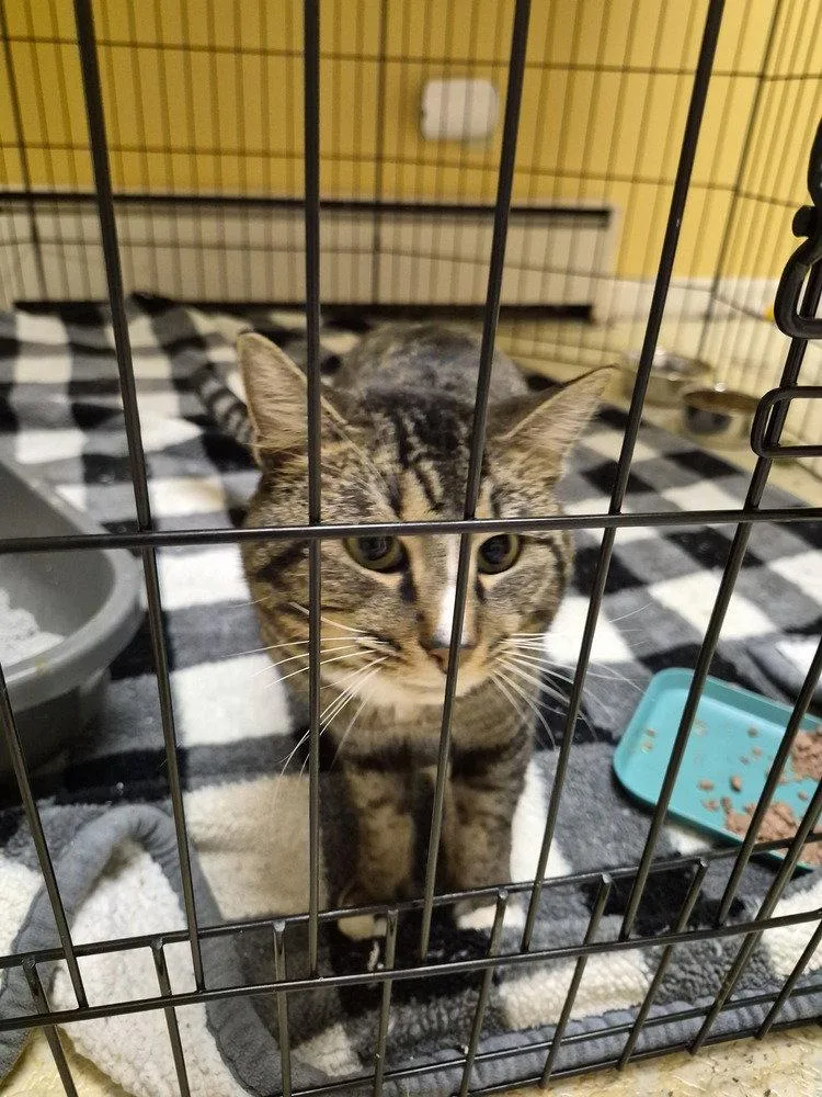 A young medium-sized male Domestic Short Hair cat named Rigel for adoption in O'Fallon, MO
