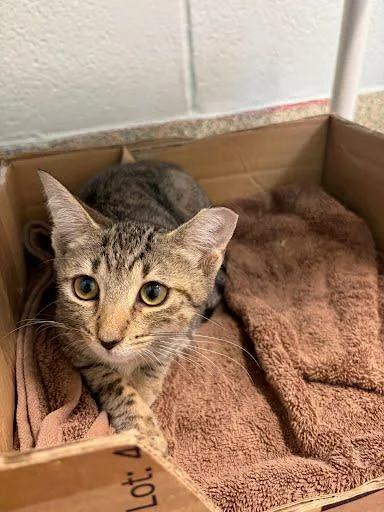 A baby small-sized male Domestic Short Hair cat named Pip for adoption in Washington, DC