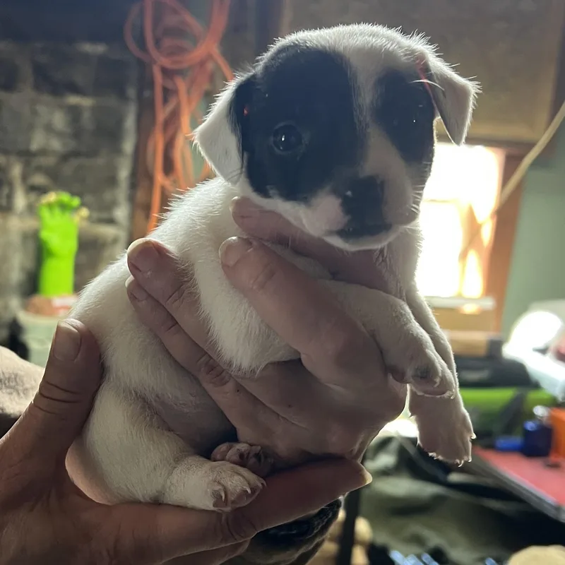 Charlotte thumbnail 2