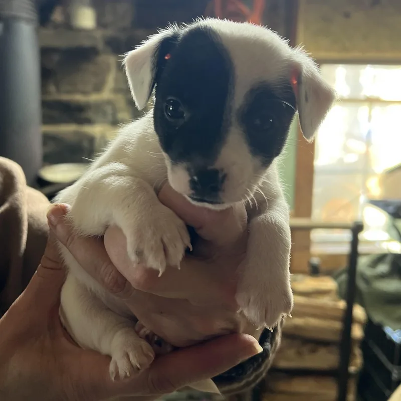 Charlotte thumbnail 3