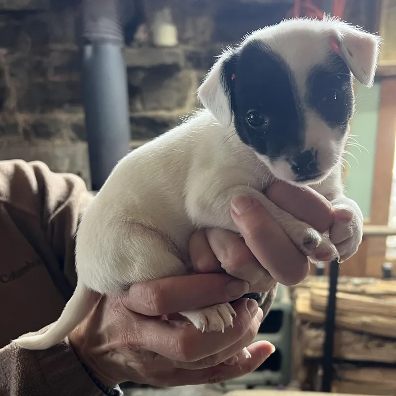 Charlotte thumbnail 4