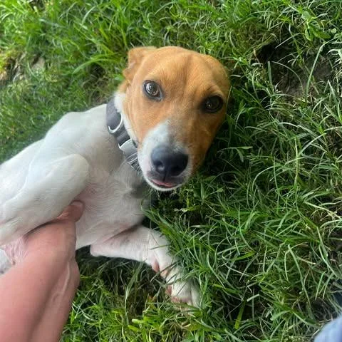 A young small-sized male White / Cream Jack Russell Terrier dog named Cutter for adoption in Weatherford, TX