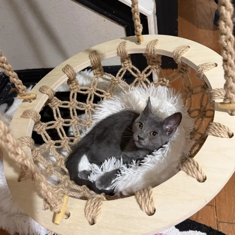 A baby small-sized female Gray / Blue / Silver Domestic Short Hair cat named Purrscilla for adoption in San Antonio, TX
