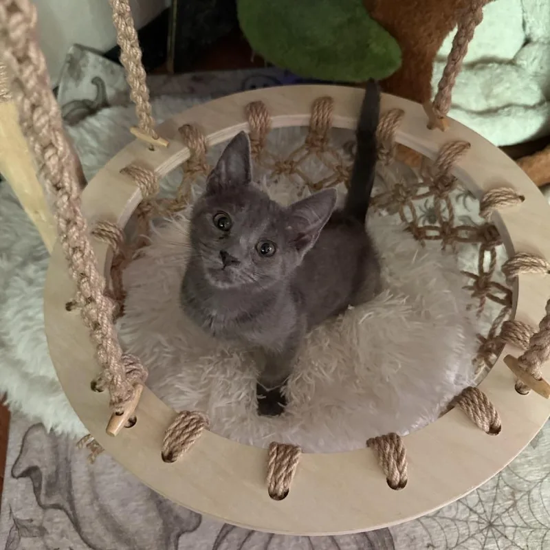 Purrscilla thumbnail 3