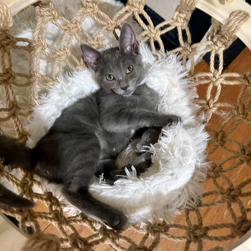 Purrscilla thumbnail 4