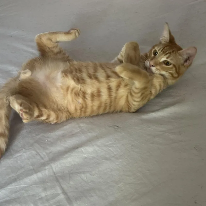 Toblerone Nn thumbnail 2