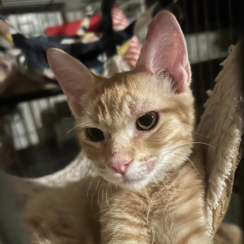 Toblerone Nn thumbnail 3