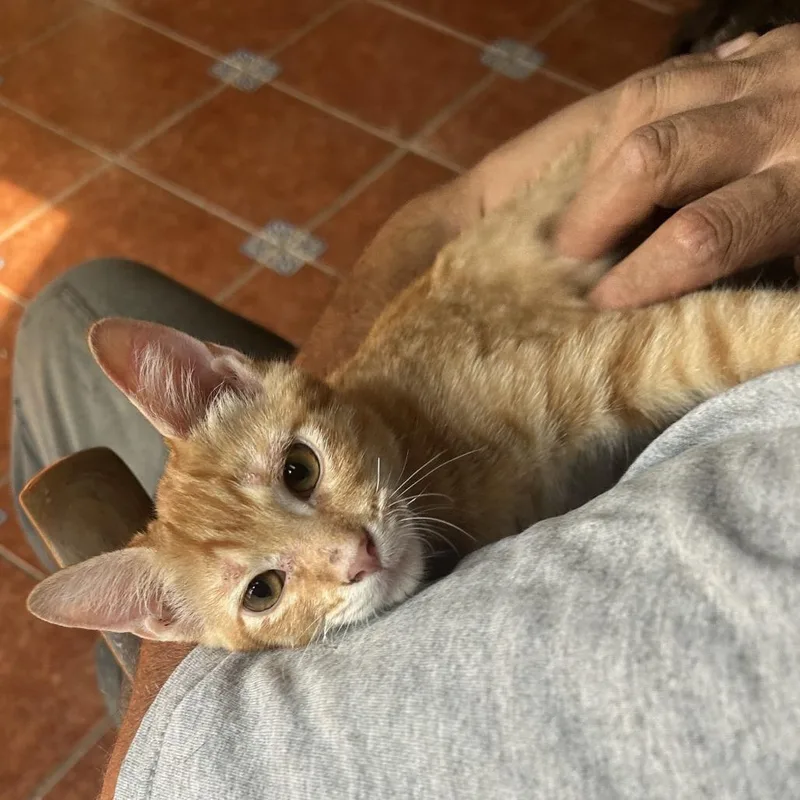 Toblerone Nn thumbnail 4