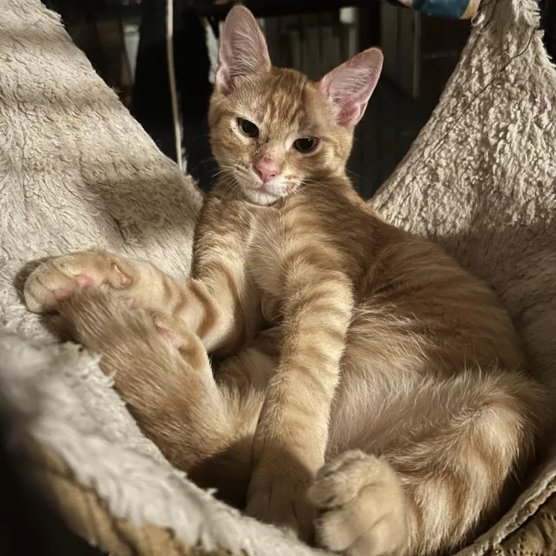 Toblerone Nn thumbnail 5