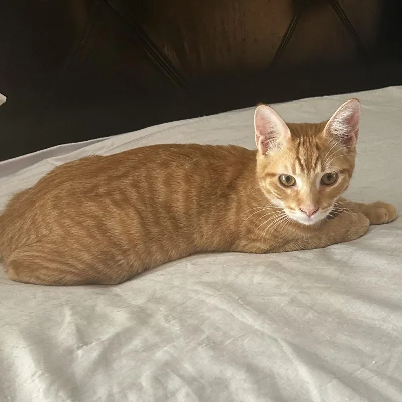 Toblerone Nn thumbnail 6